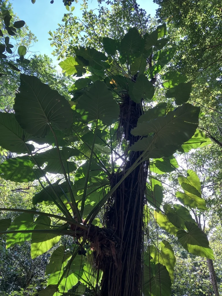 Philodendron Giganteum