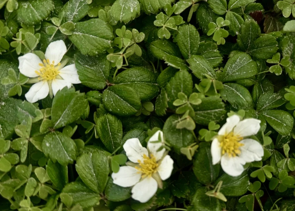 Fragaria chiloensis