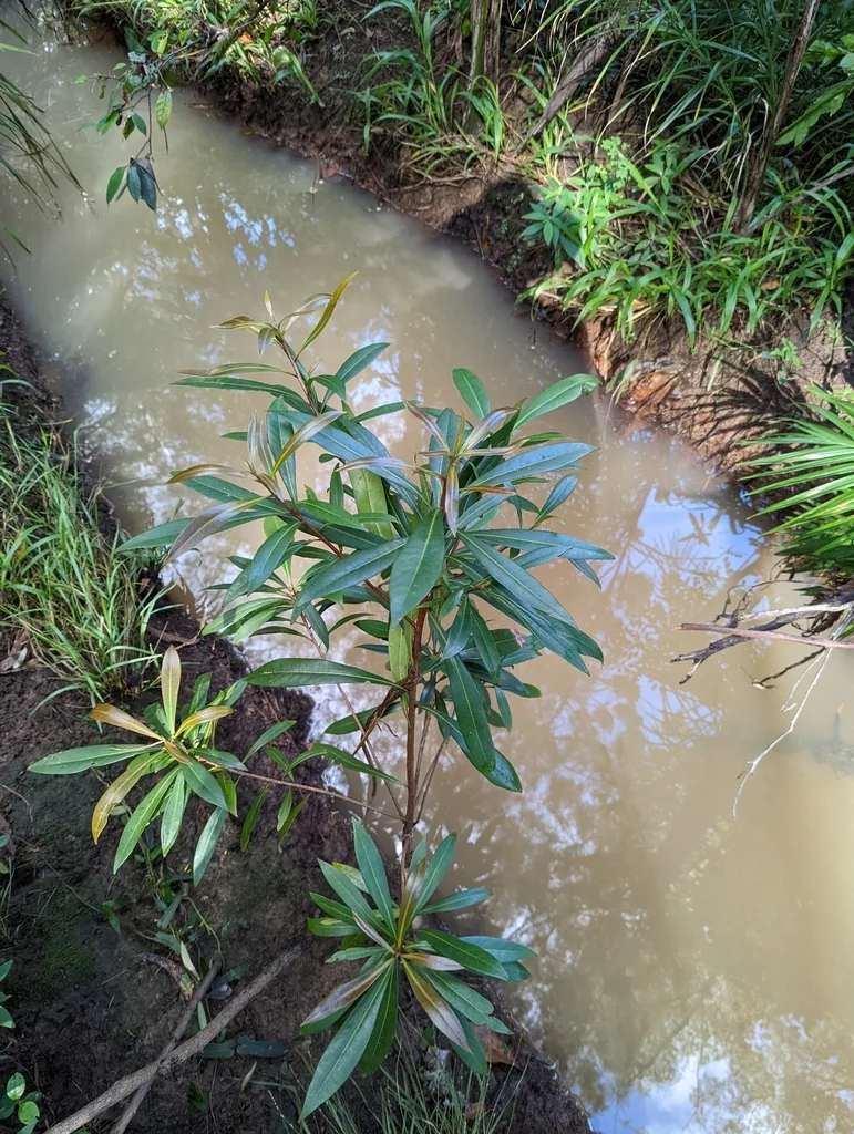 Tristaniopsis Laurina