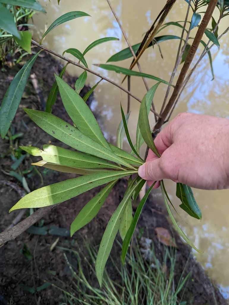 Tristaniopsis Laurina