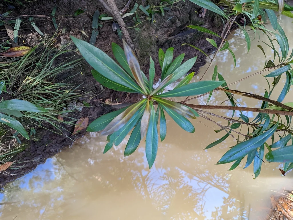 Tristaniopsis Laurina