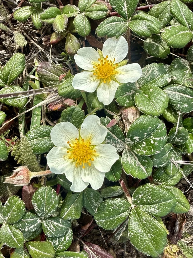 Fragaria chiloensis