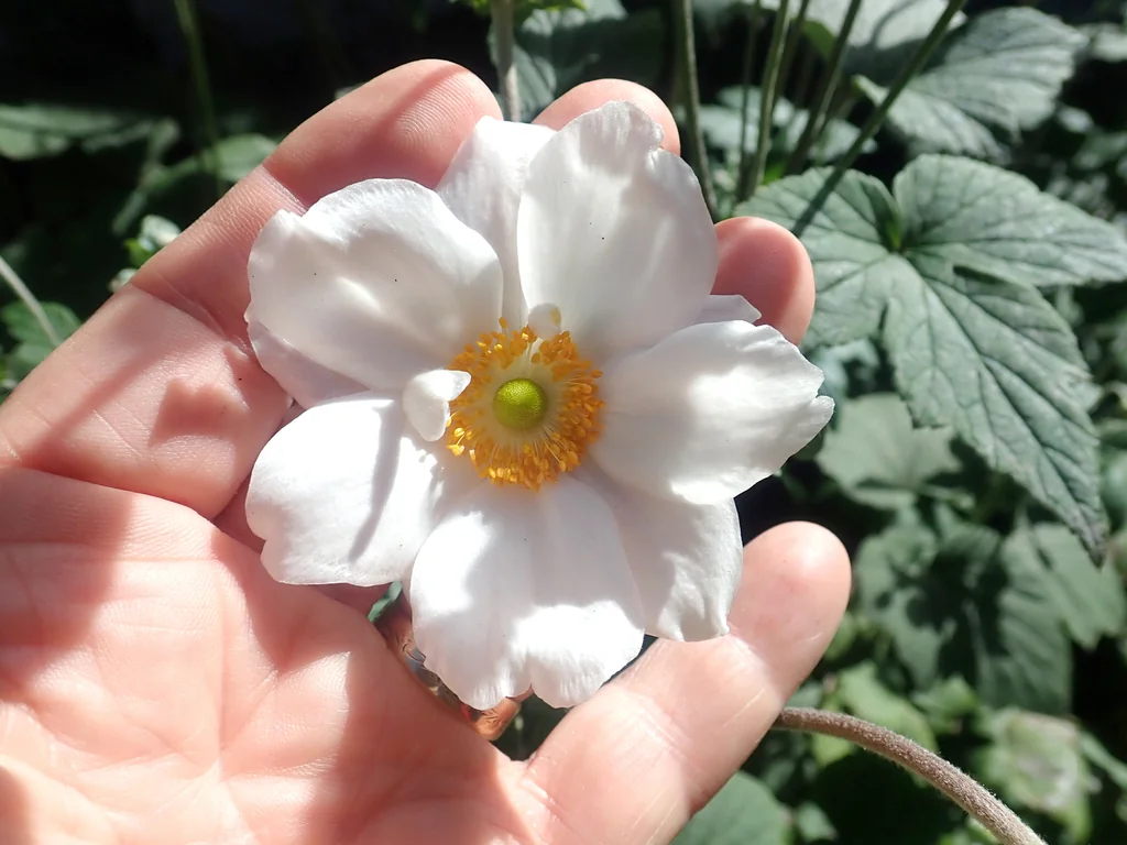 Anemone X Hybrida
