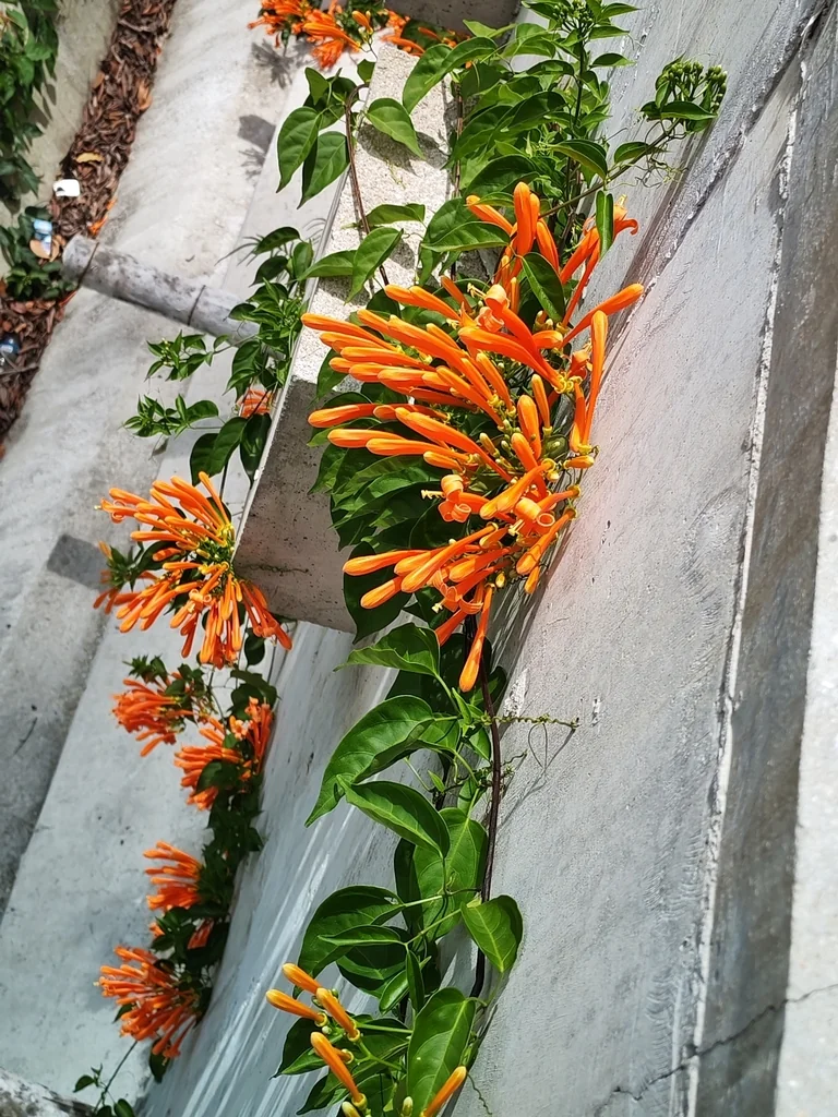 Pyrostegia Venusta