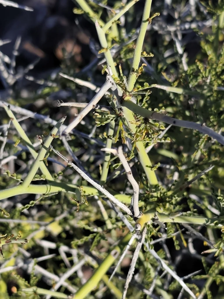 Parkinsonia Microphylla