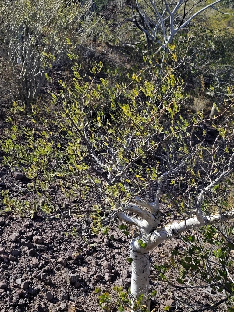 Bursera Microphylla