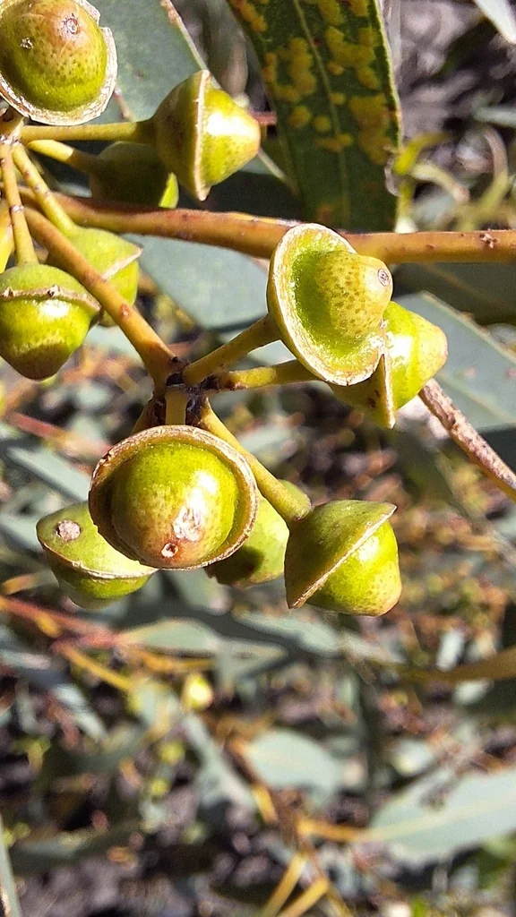 Eucalyptus Camaldulensis