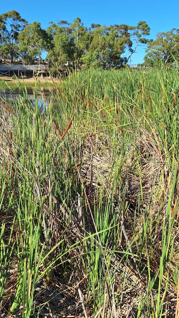 Typha Domingensis