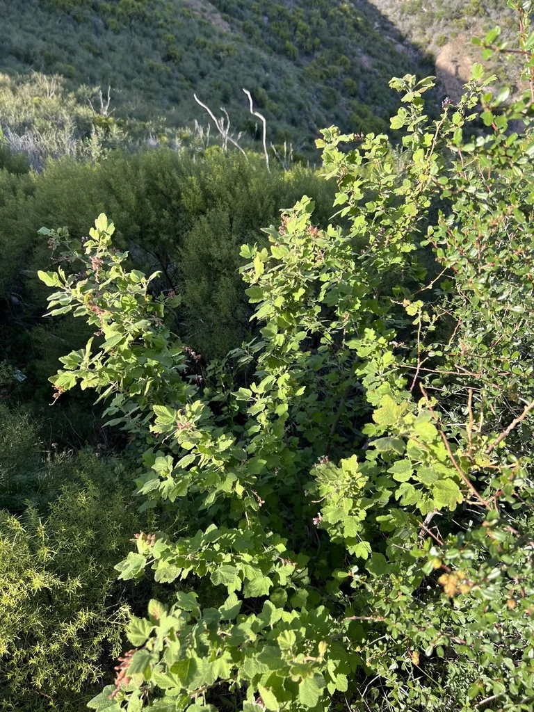 Ribes Malvaceum