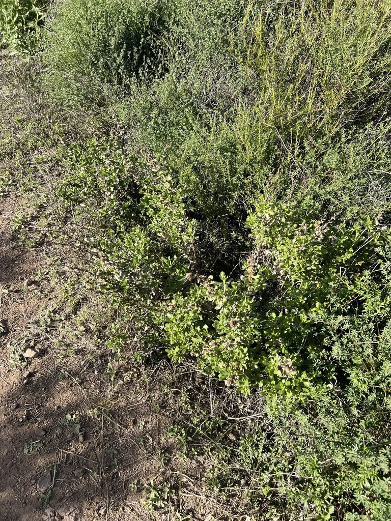 Hazardia squarrosa