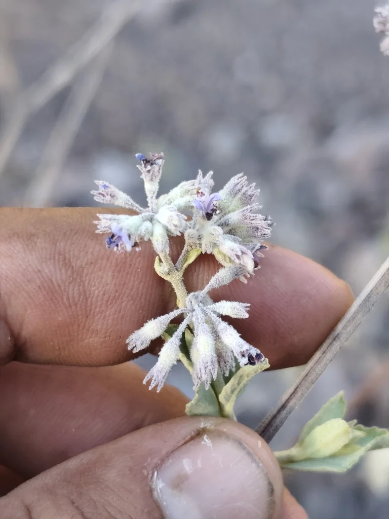 Hyptis Emoryi