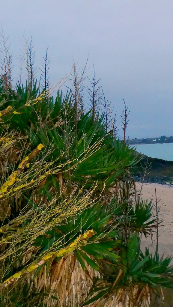 Yucca Gloriosa