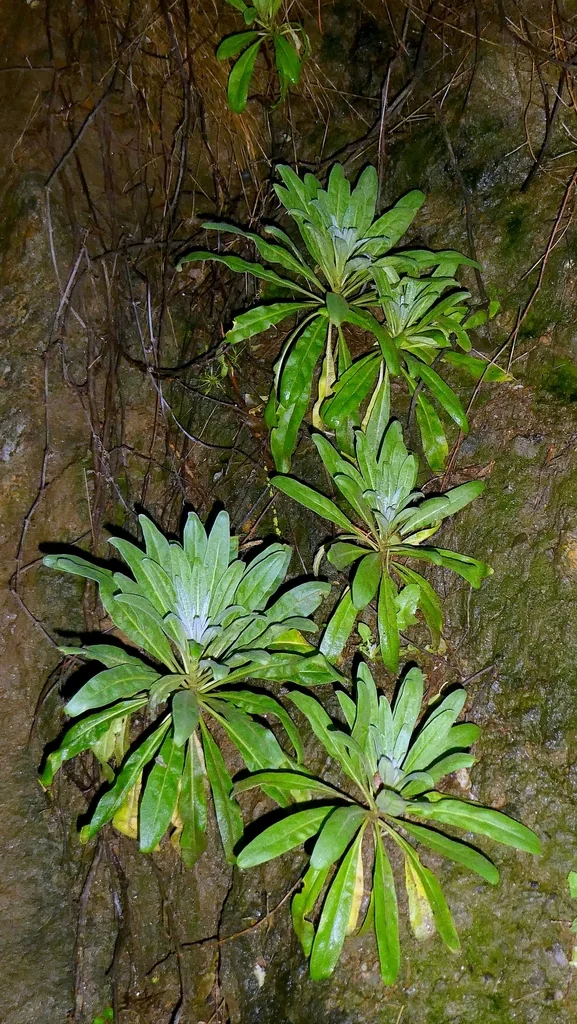 Matthiola Incana