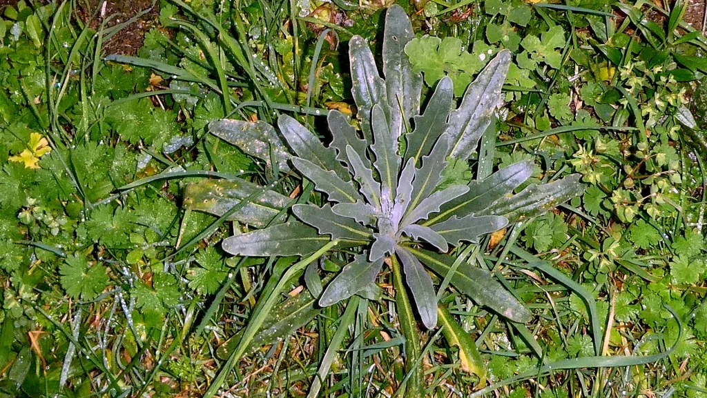 Matthiola Incana