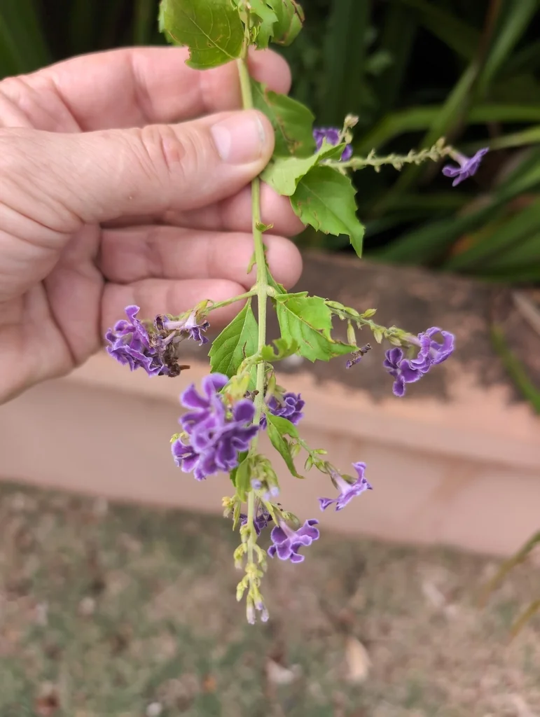 Duranta Erecta