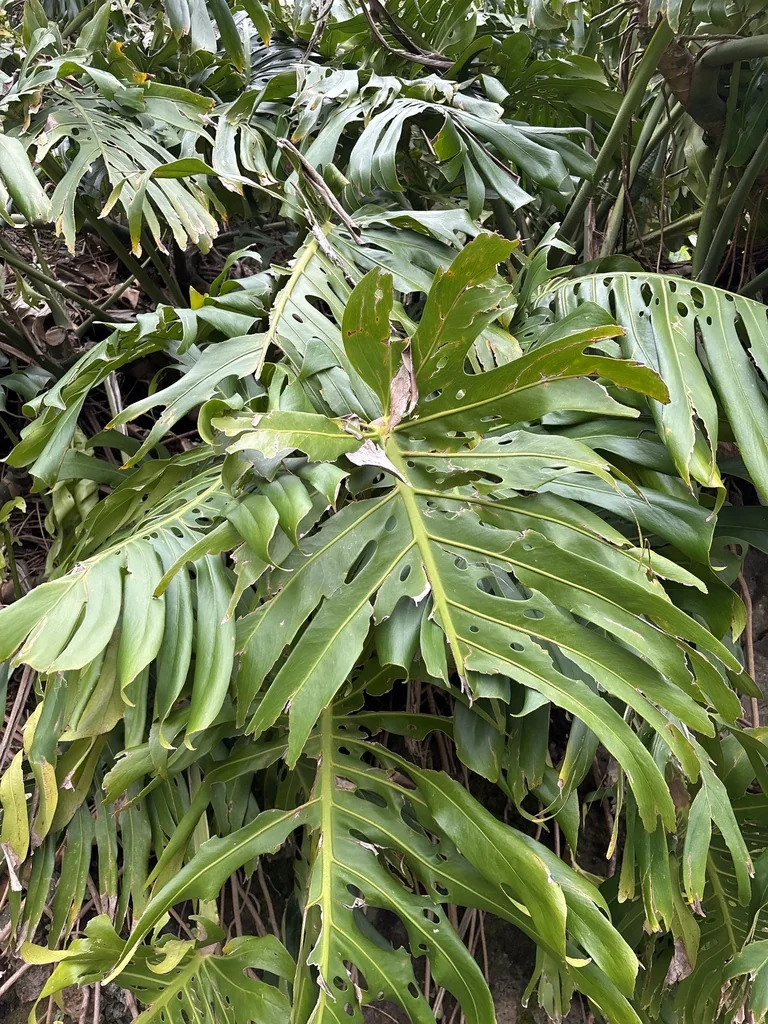 Monstera deliciosa