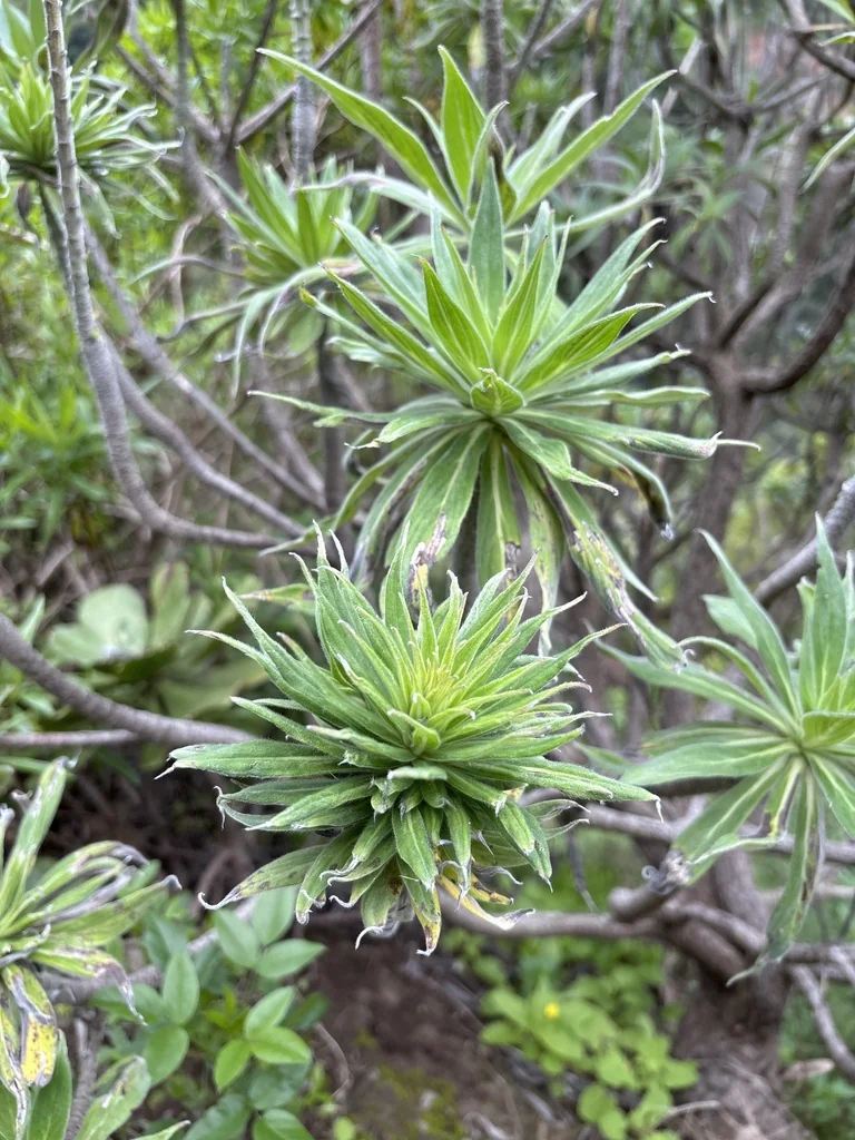 Echium Candicans