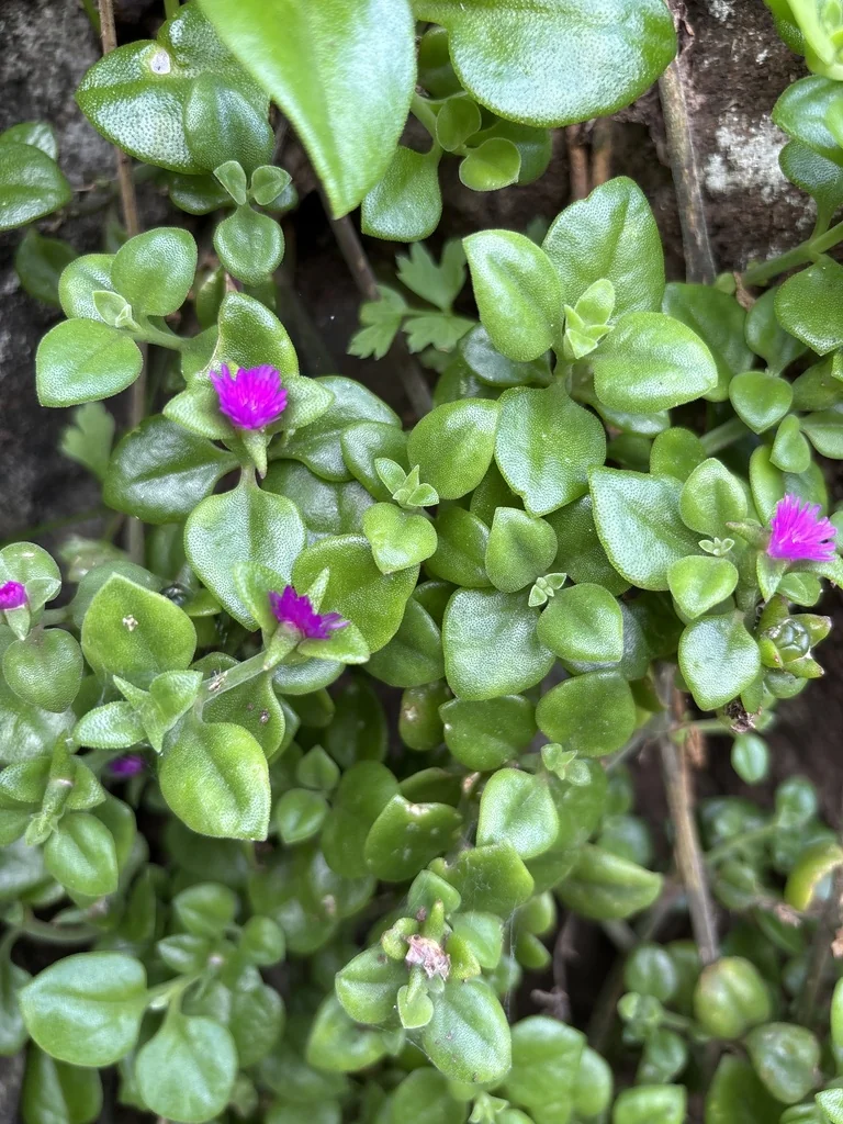 Aptenia cordifolia
