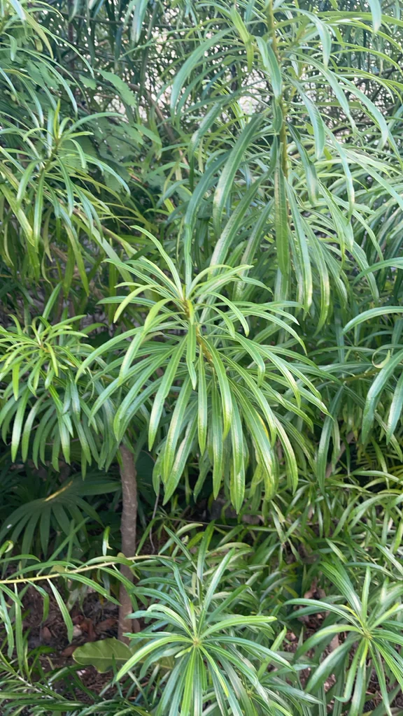 Thevetia Peruviana