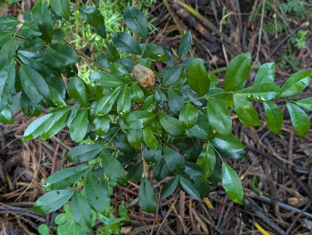 Murraya Paniculata