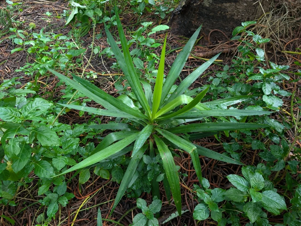 Yucca Aloifolia