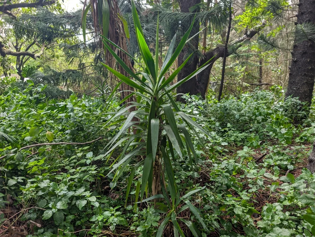 Yucca Aloifolia