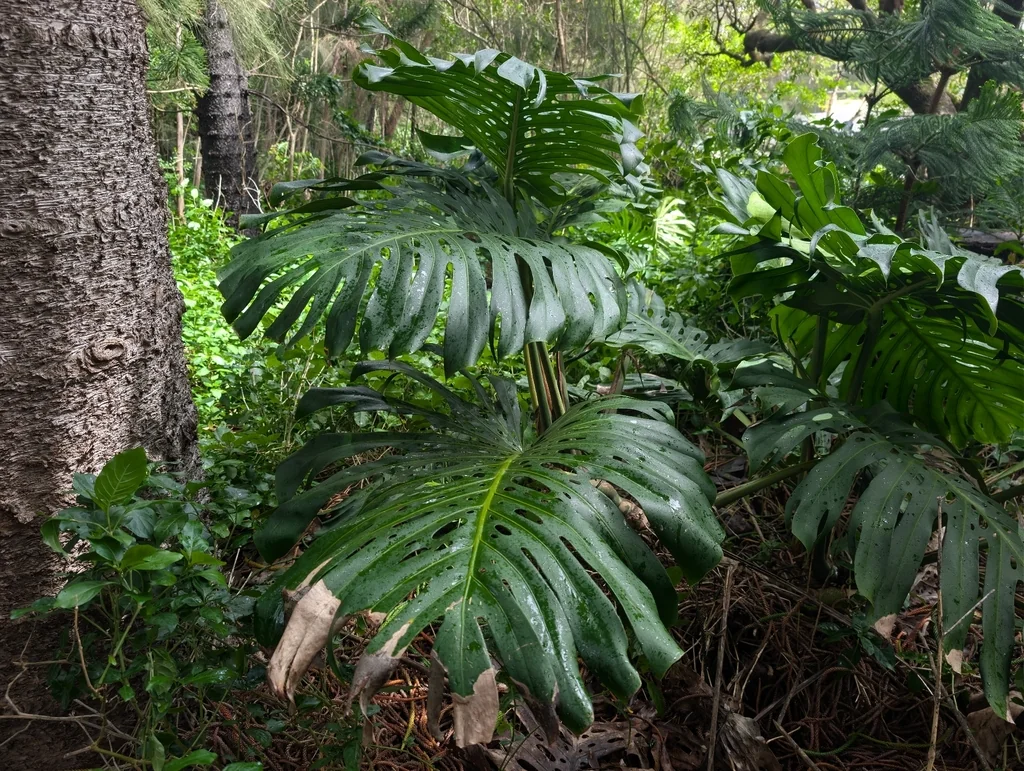 Monstera deliciosa