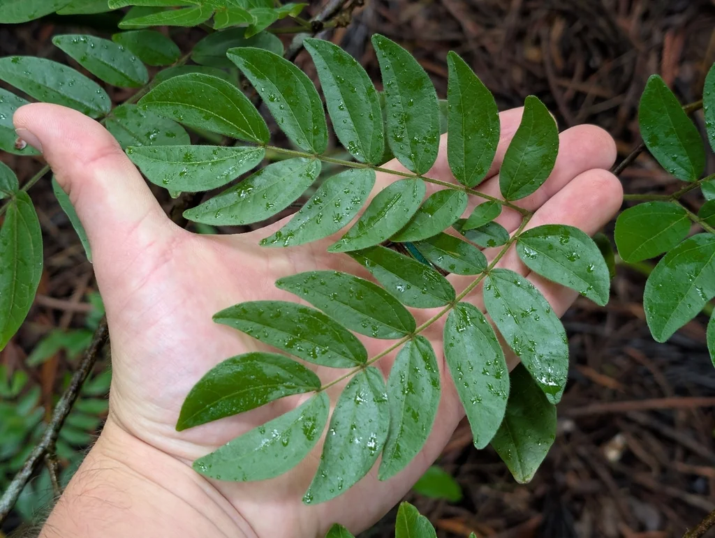 Calliandra Haematocephala