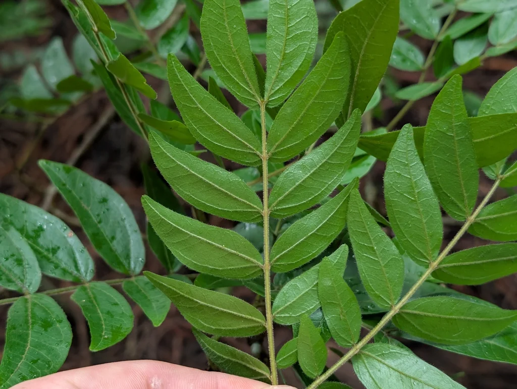Calliandra Haematocephala