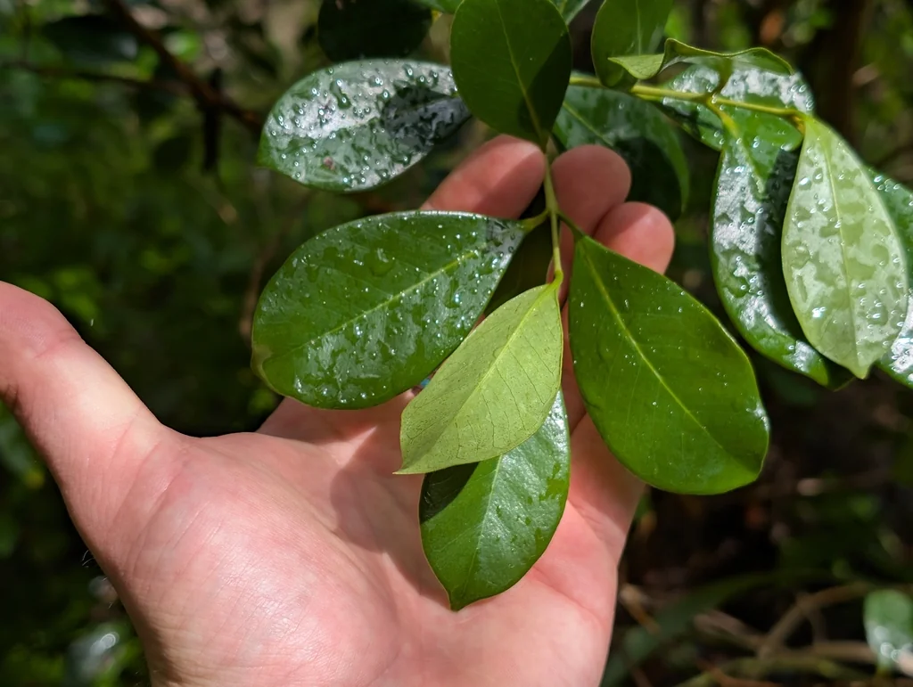 Psidium Cattleianum