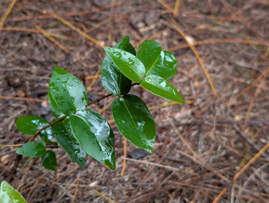 Eugenia Uniflora