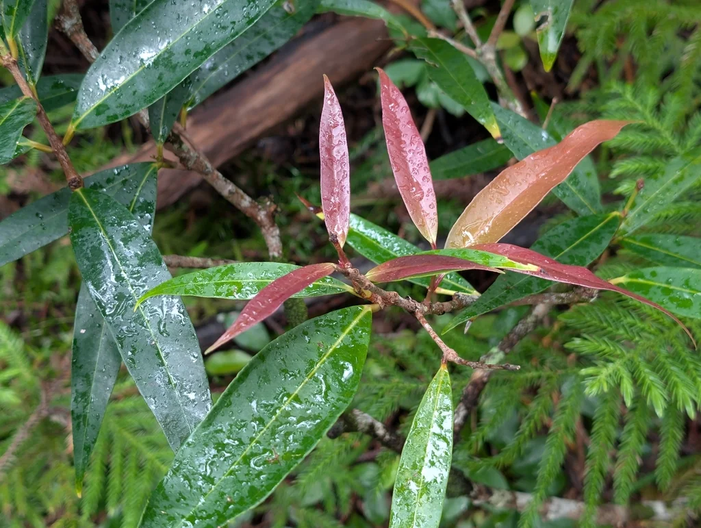 Syzygium Jambos