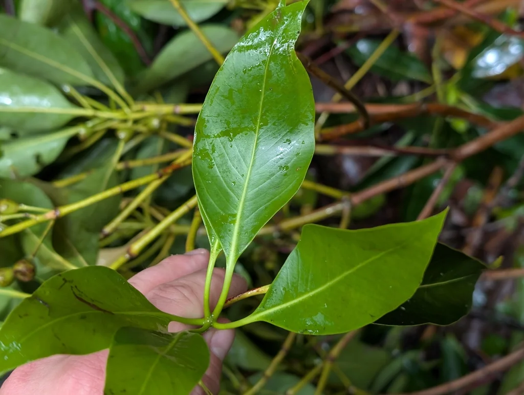 Lophostemon Confertus