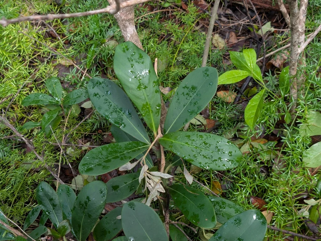 Clusia rosea