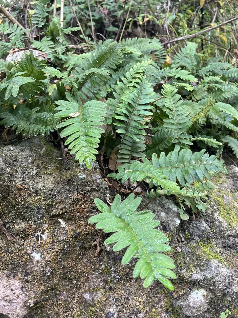 Pleopeltis polypodioides