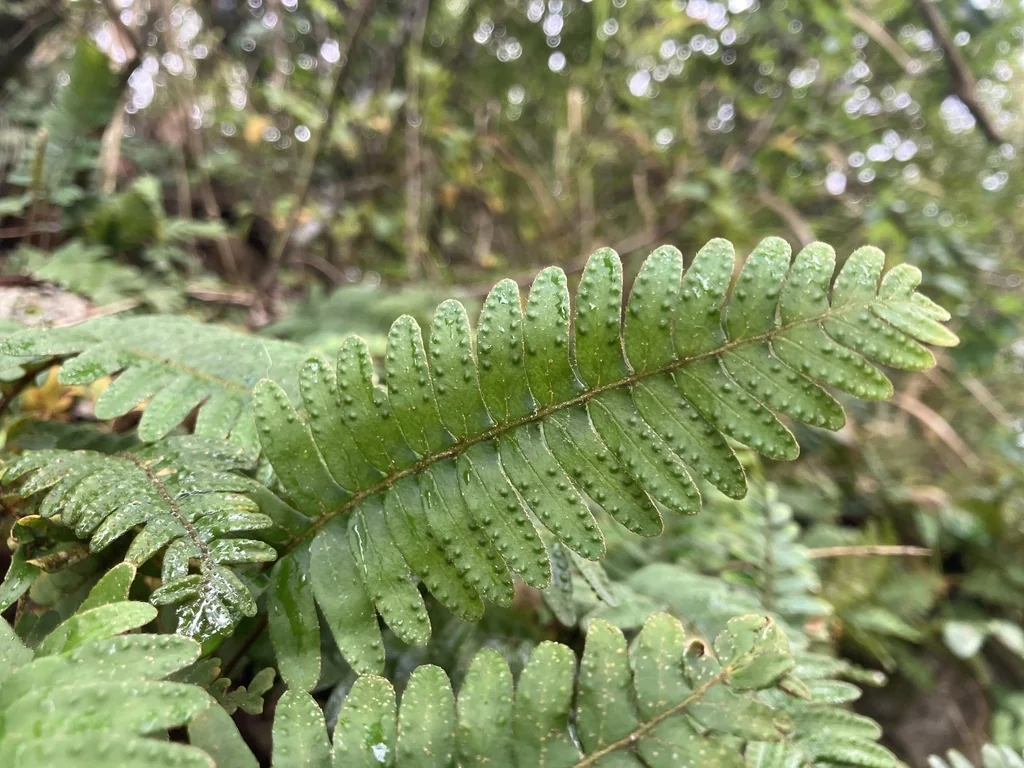 Pleopeltis polypodioides