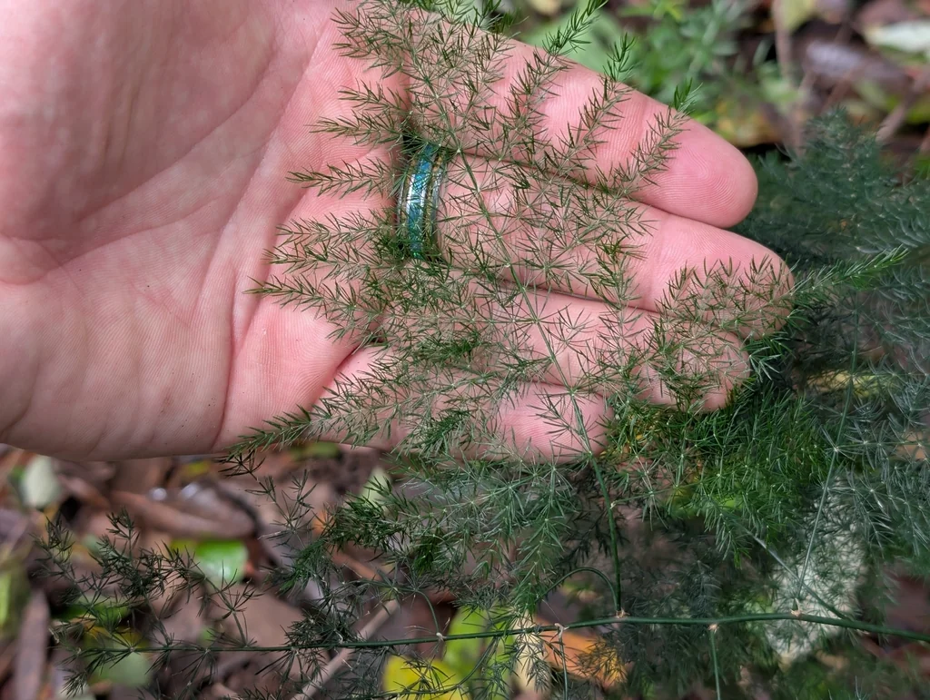Asparagus Setaceus
