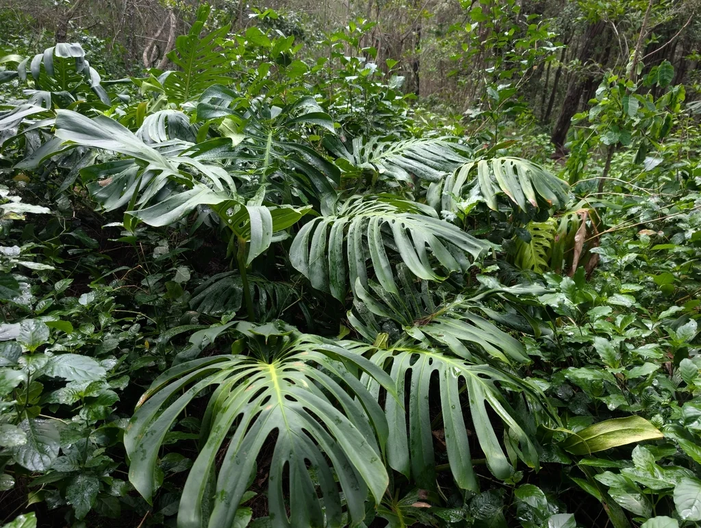 Monstera deliciosa
