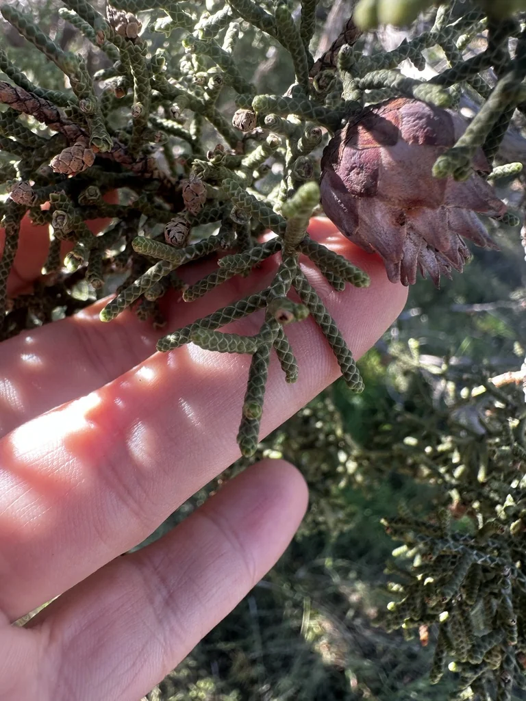 Juniperus Californica