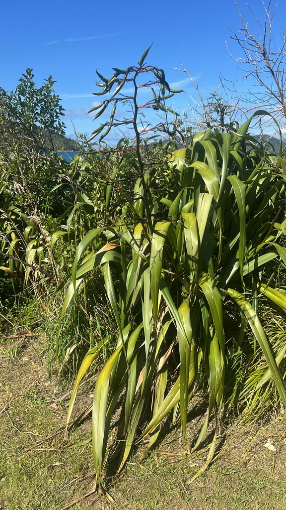 Phormium Cookianum