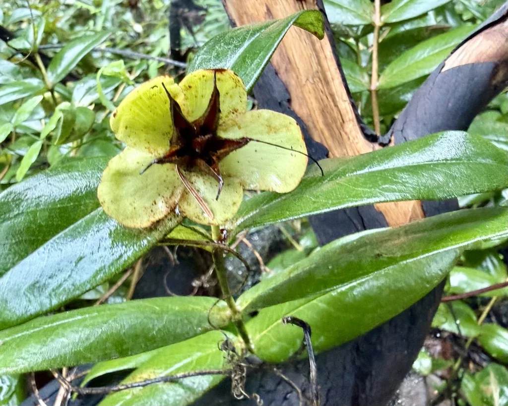 Hypericum Calycinum