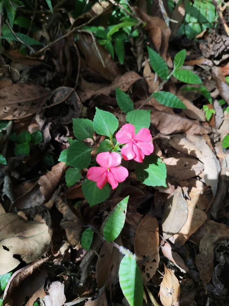 Impatiens walleriana