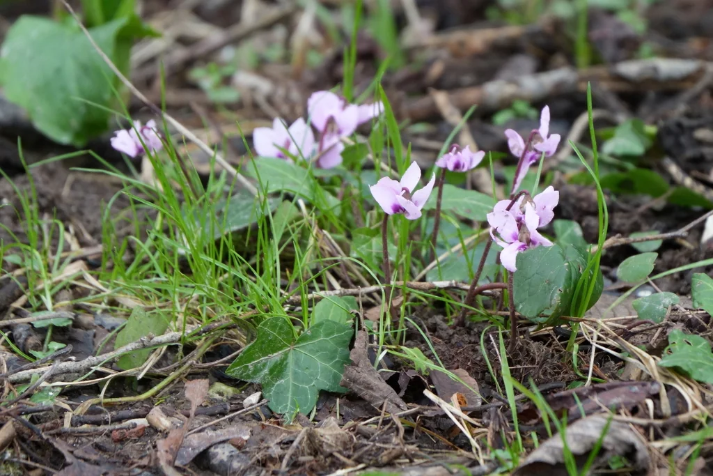 Cyclamen Coum
