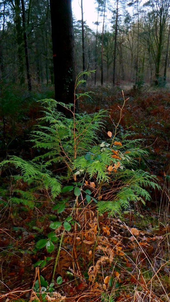 Chamaecyparis lawsoniana