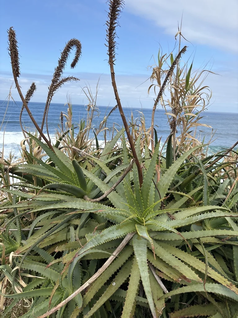 Aloe Arborescens