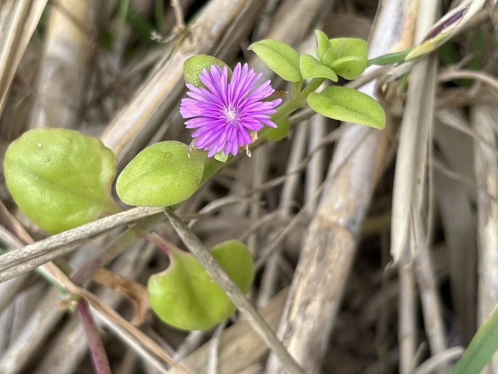 Aptenia cordifolia
