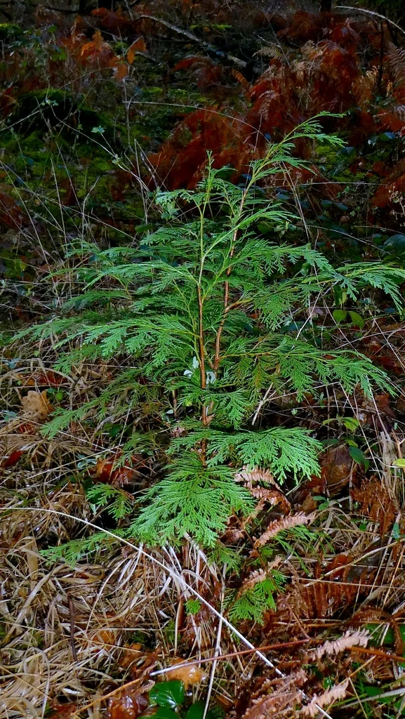 Chamaecyparis lawsoniana