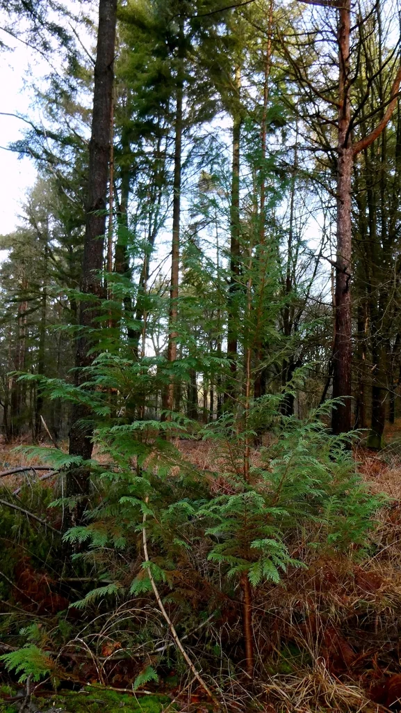 Chamaecyparis lawsoniana