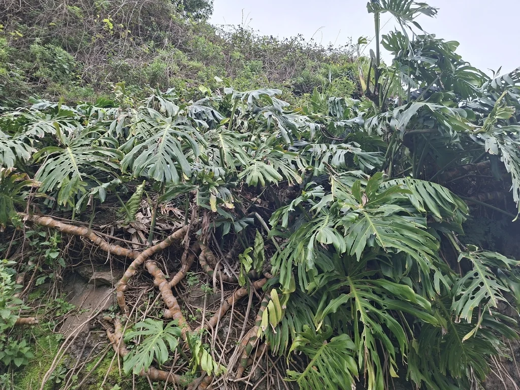 Monstera deliciosa