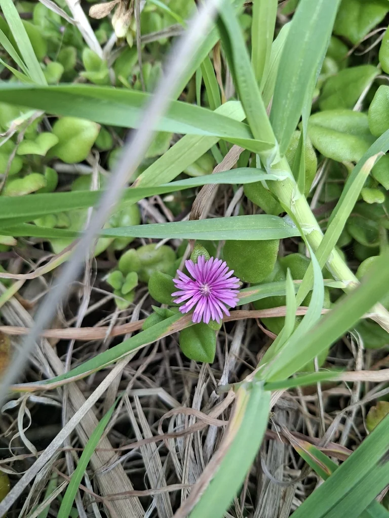 Aptenia cordifolia